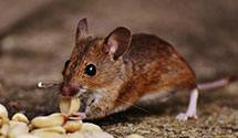 24 Hour & Emergency Exterminators in Bristow, NE